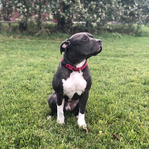 Meet your posher -🙃Leashy - Picture 2 of 6